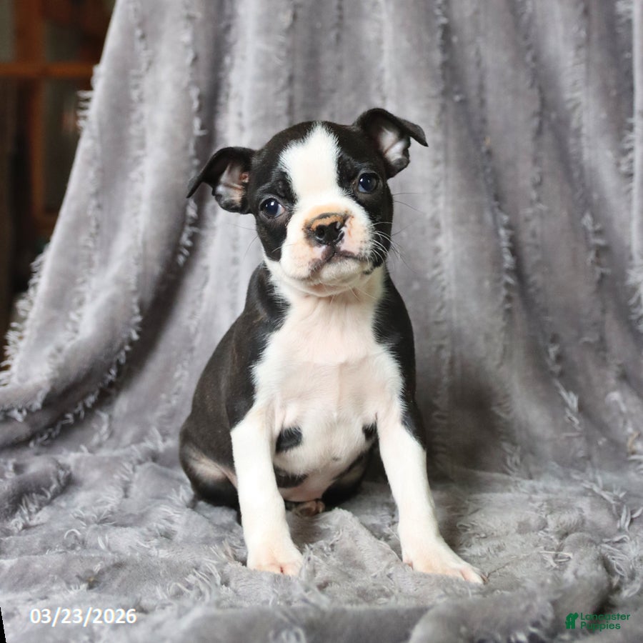 Boston Terrier dogs Roxy - Ad 1