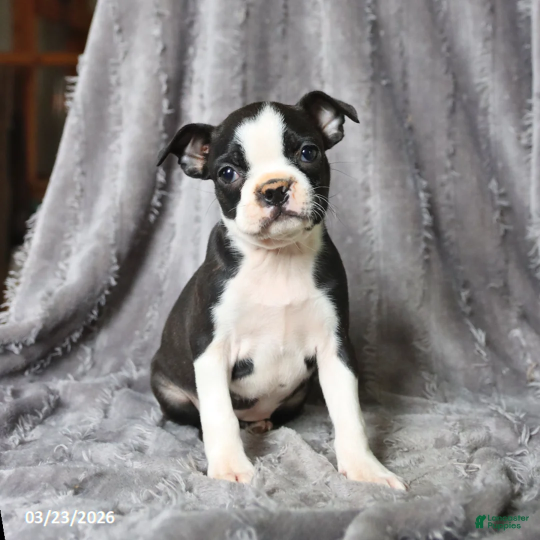 Boston Terrier dogs for sale: Roxy - Ad 1