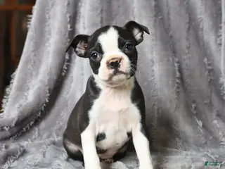 Boston Terrier dogs for sale: Roxy - Ad 3