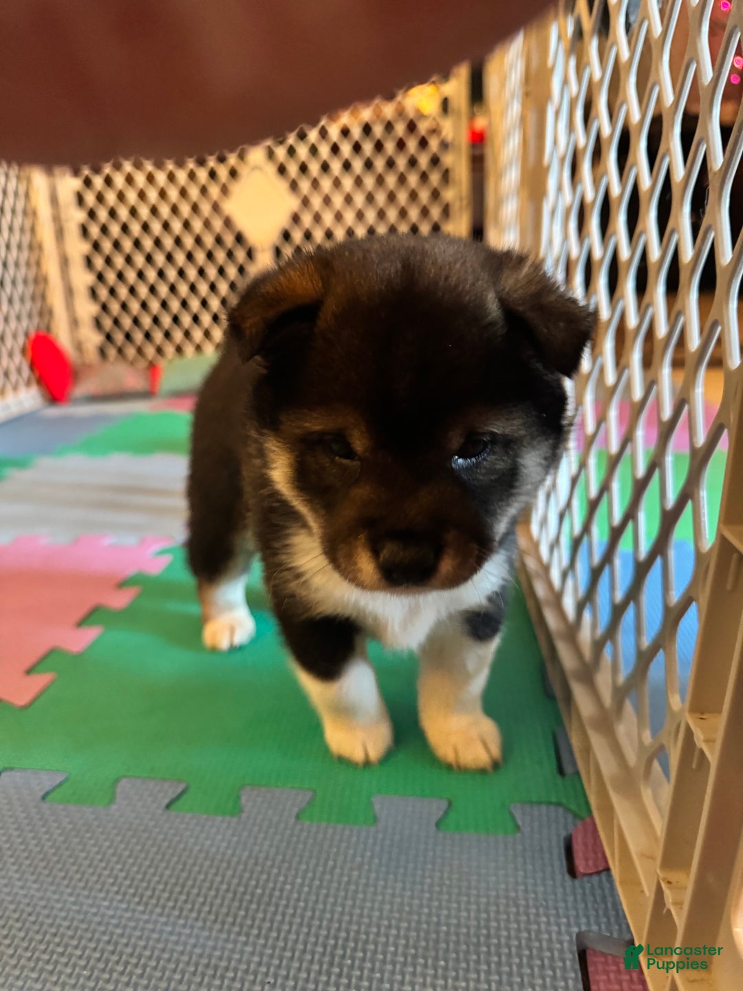 Shiba Inu dogs for sale: Shiba Inu Puppy 2 - Ad 13