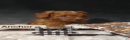 Cavapoo dogs for sale: Cavapoo F1b 2 Anchor  - Ad 9