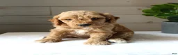 Mini Goldendoodle dogs for sale: Ginger - Ad 5