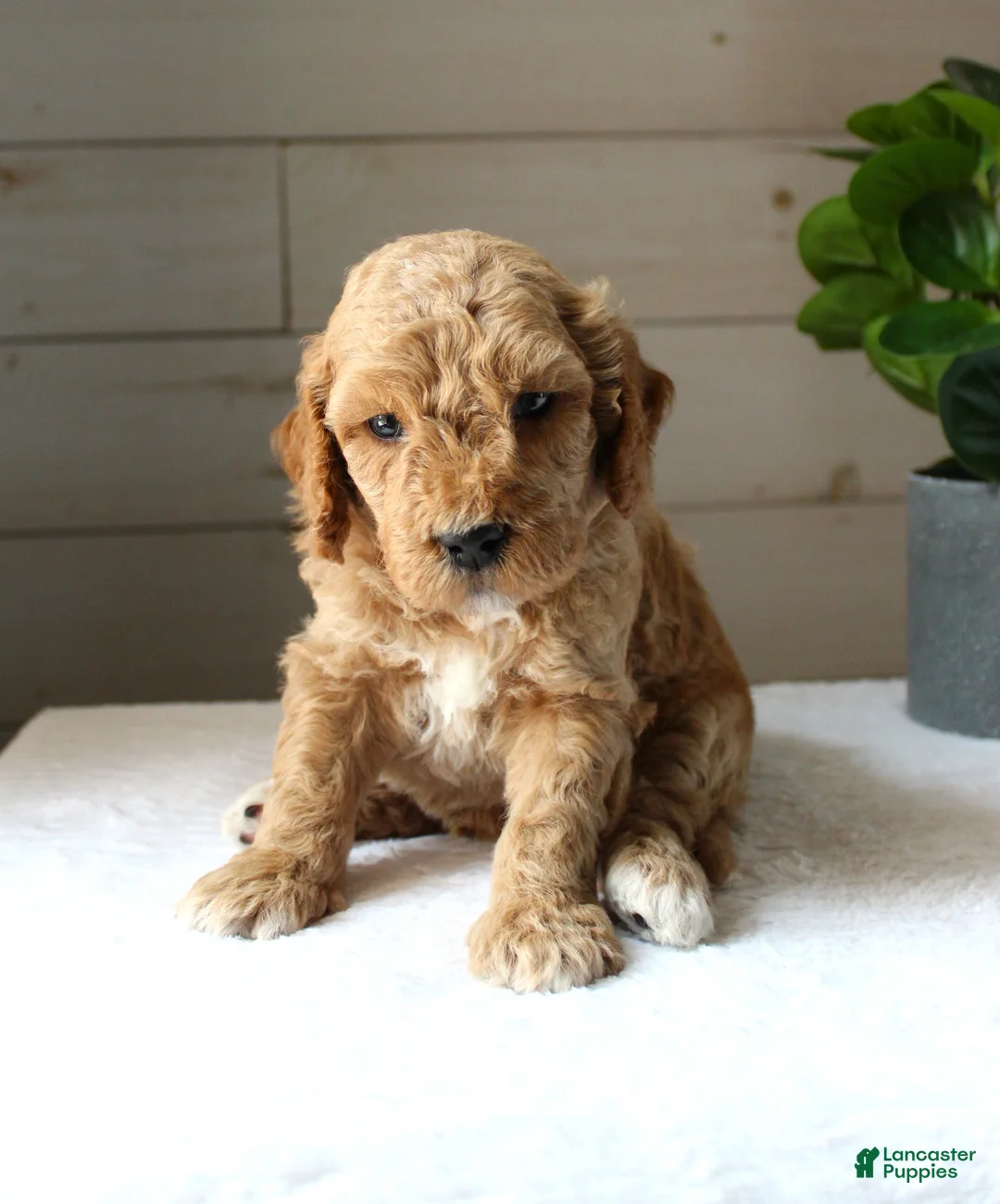Mini Goldendoodle dogs for sale: Ginger - Ad 5