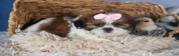 Shih Tzu dogs for sale: COOKIE - Ad 3