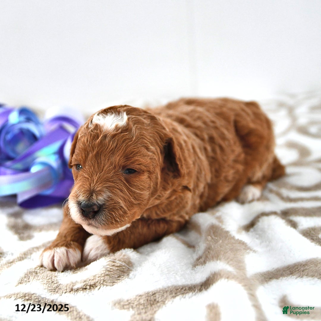 Mini Goldendoodle dogs for sale: Ocean - Ad 7