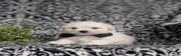 Bichon Frise dogs for sale: Barney - Ad 2