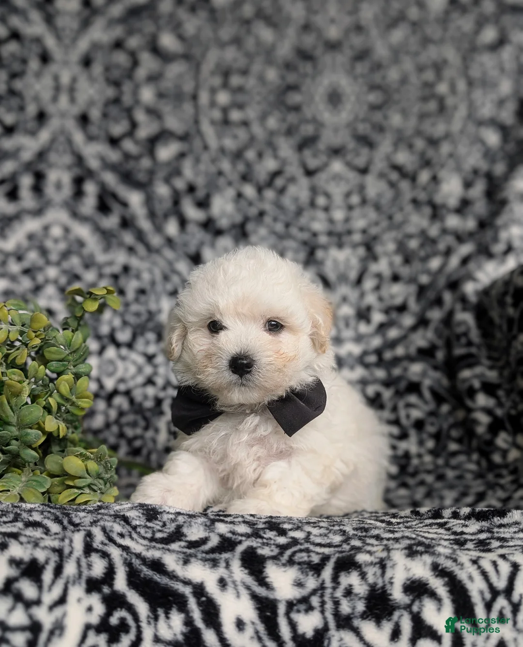Bichon Frise dogs for sale: Barney - Ad 2