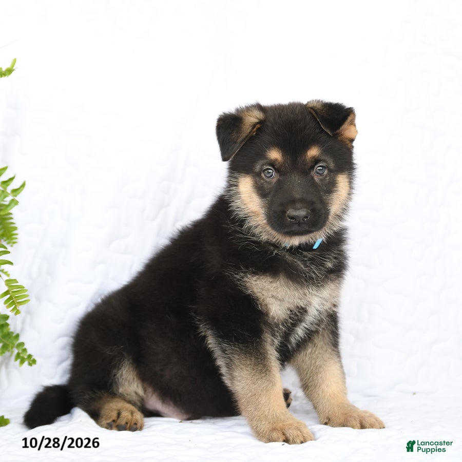 German Shepherd dogs for sale: Ringo - Ad 2