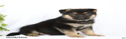 German Shepherd dogs for sale: Ringo - Ad 2