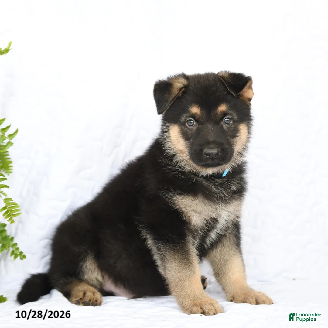 German Shepherd dogs for sale: Ringo - Ad 2