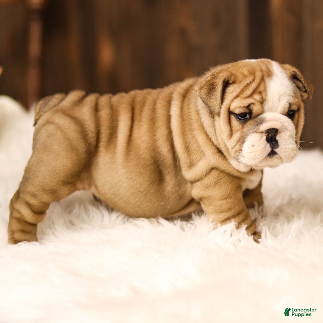 English Bulldog dogs for sale: Rudolph - Ad 6