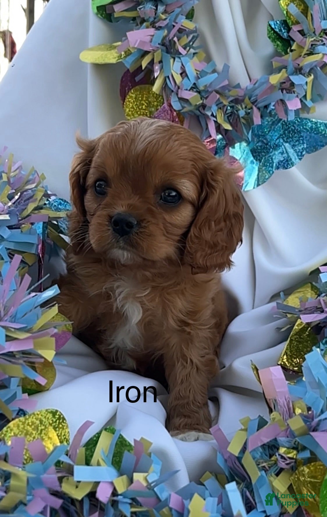 Cavalier King Charles Spaniel dogs Iron - Ad 1
