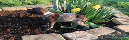 German Shorthaired Pointer dogs for sale: Rose - Ad 3