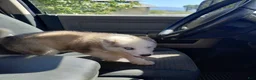 Alaskan Malamute dogs for sale: Girl 5  - Ad 2