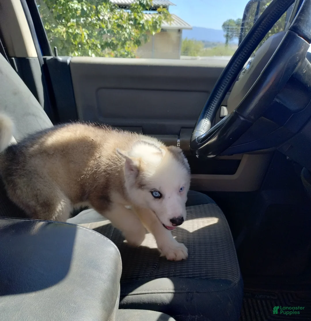 Alaskan Malamute dogs for sale: Girl 5  - Ad 2