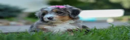 Mini Bernedoodle dogs for sale: 🐾 Primrose 🐾 - Ad 16