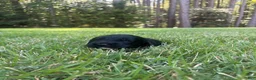 Goldendoodle dogs for sale: Luna - Ad 4