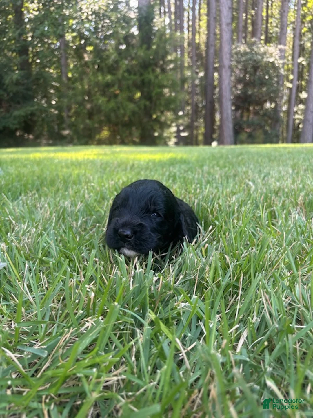 Goldendoodle dogs for sale: Luna - Ad 4