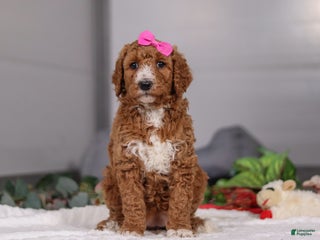 Standard Poodle dogs Brianna - Ad 31