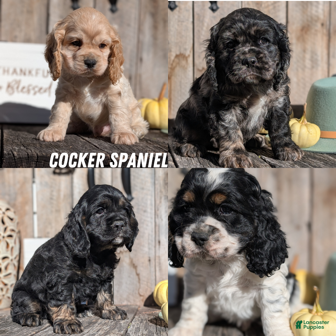 Cocker Spaniel dogs for sale: Rocco - Ad 10