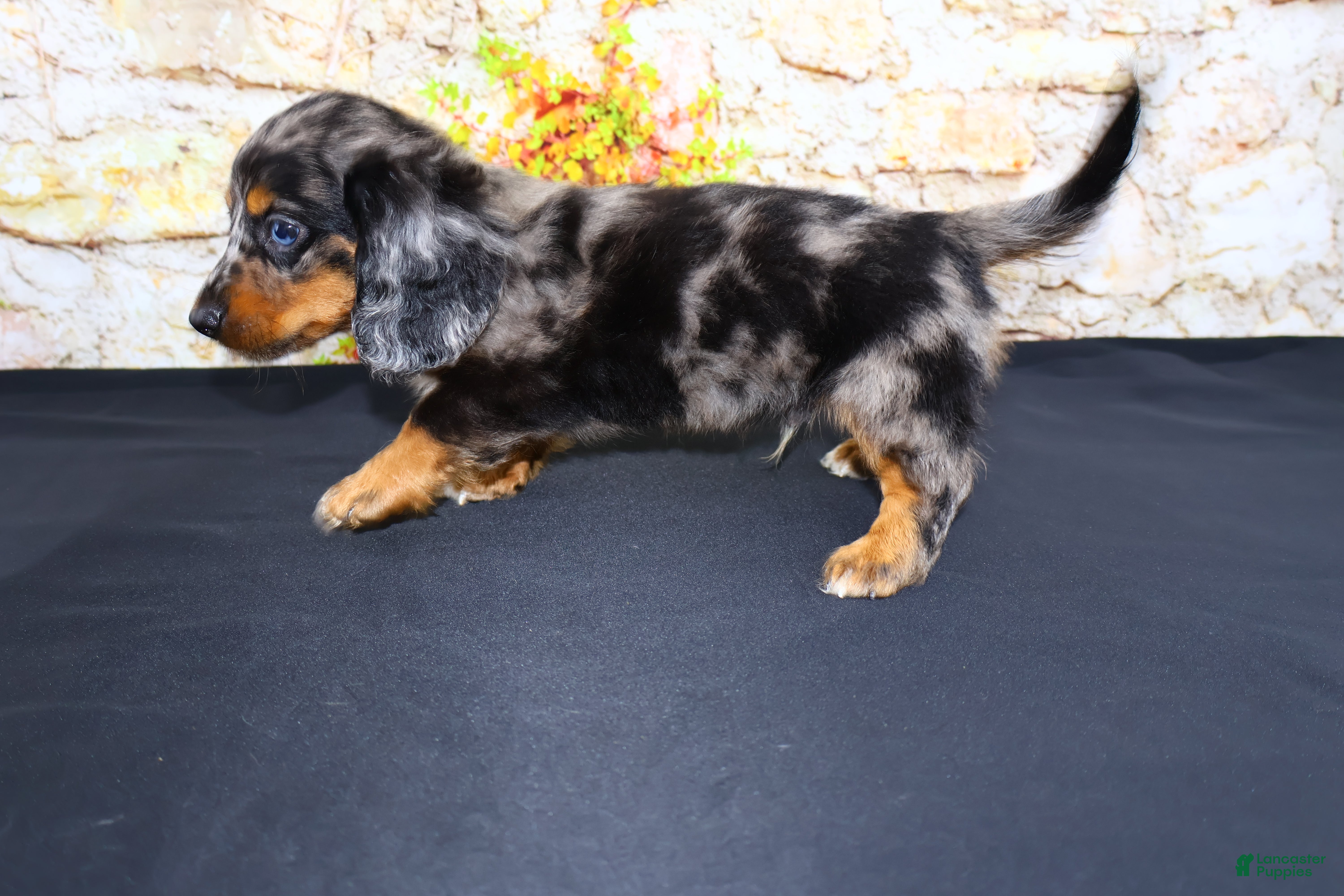 Miniature Dachshund dogs Avery - Ad 2