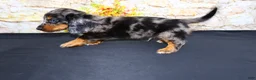 Miniature Dachshund dogs for sale: Avery - Ad 2