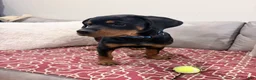 Rottweiler dogs for sale: Blue collar, girl - Ad 8