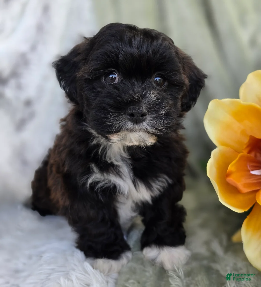 Shihpoo dogs for sale: Lenny - Ad 2