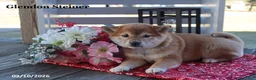 Shiba Inu dogs for sale: Irita - Ad 3