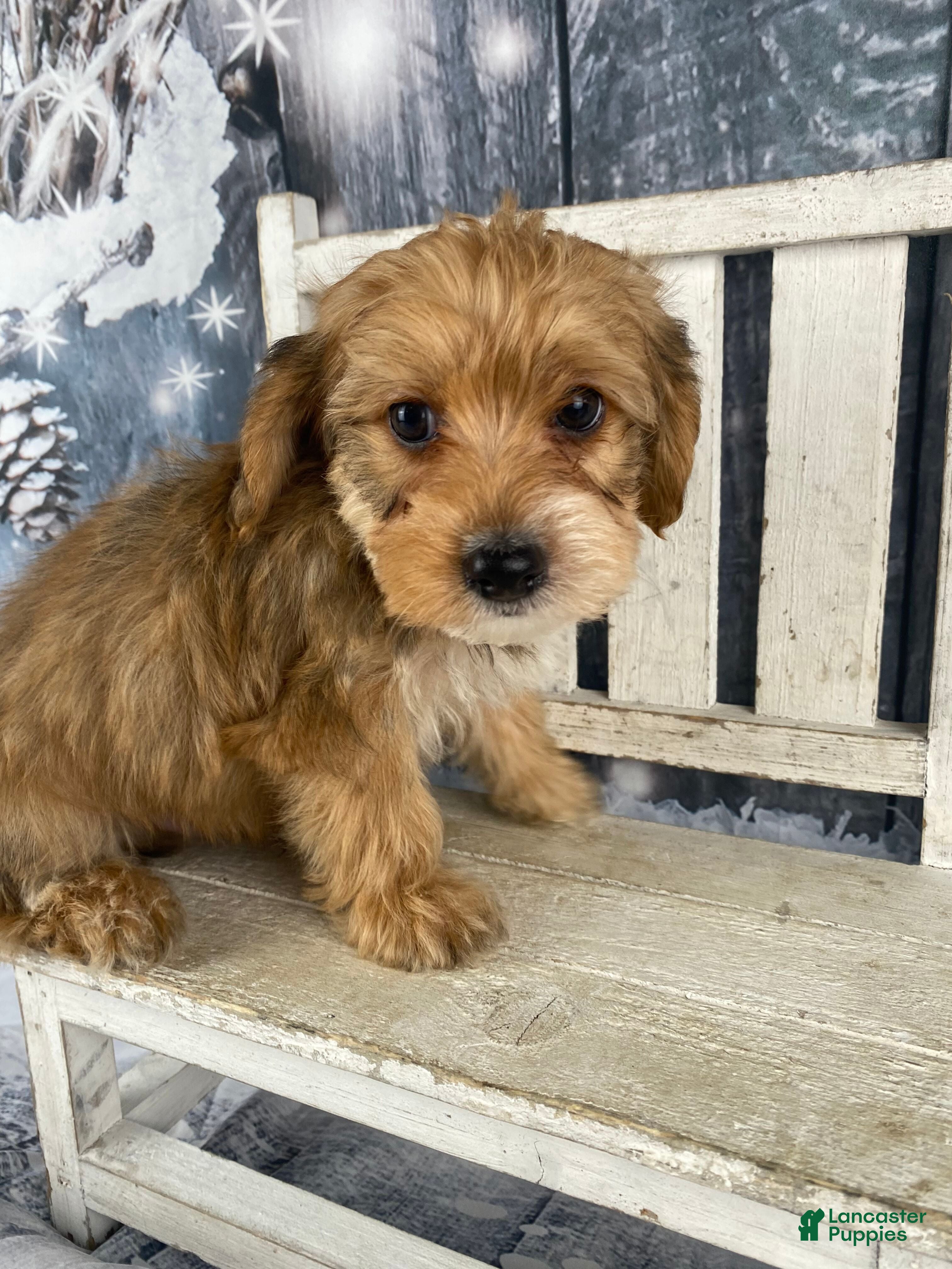 Yorkiepoo dogs Dan-O - Ad 7