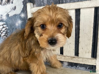 Yorkiepoo dogs Dan-O - Ad 7