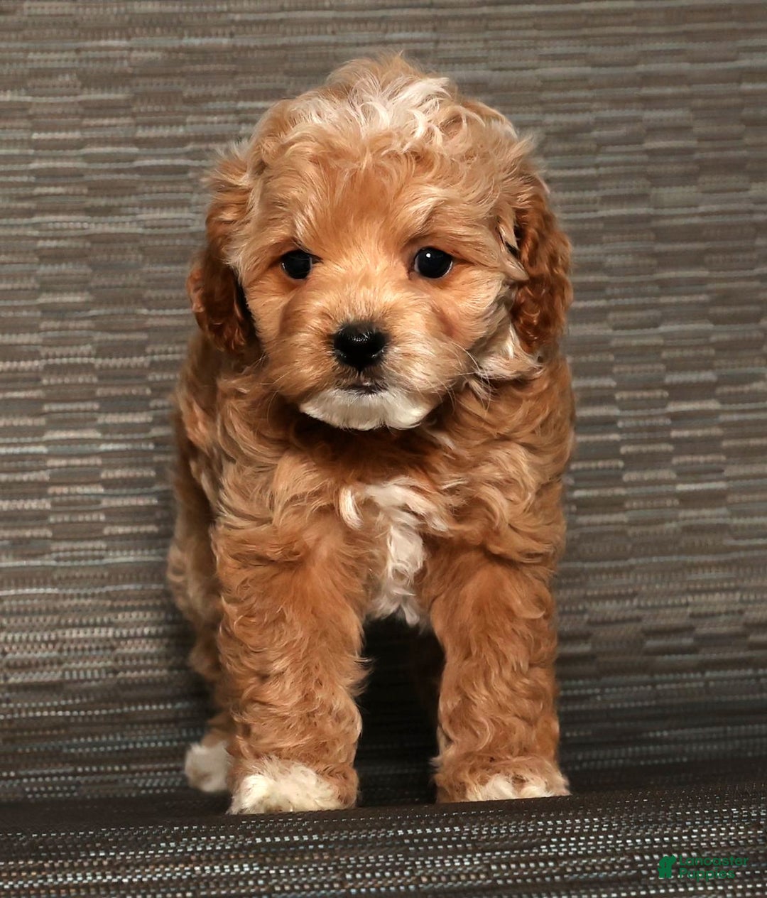 Cockapoo dogs for sale: Noel - Ad 2