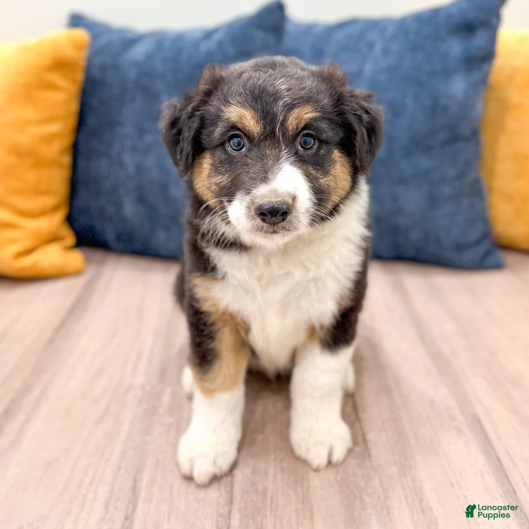 Australian Shepherd dogs for sale: Sandy - Ad 1