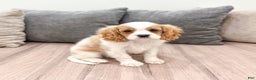 Cavalier King Charles Spaniel dogs for sale: Leo - Ad 3