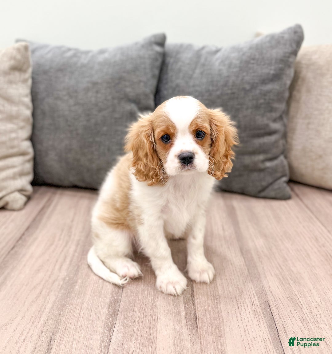 Cavalier King Charles Spaniel dogs for sale: Leo - Ad 3