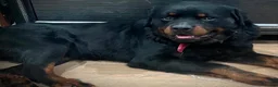 Rottweiler dogs for sale: Rottweiler 1 - Ad 5