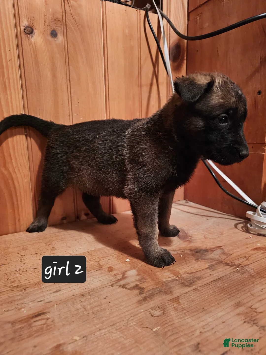 Belgian Malinois dogs for sale: Belgian Malinois Puppy 8 g2 - Ad 2