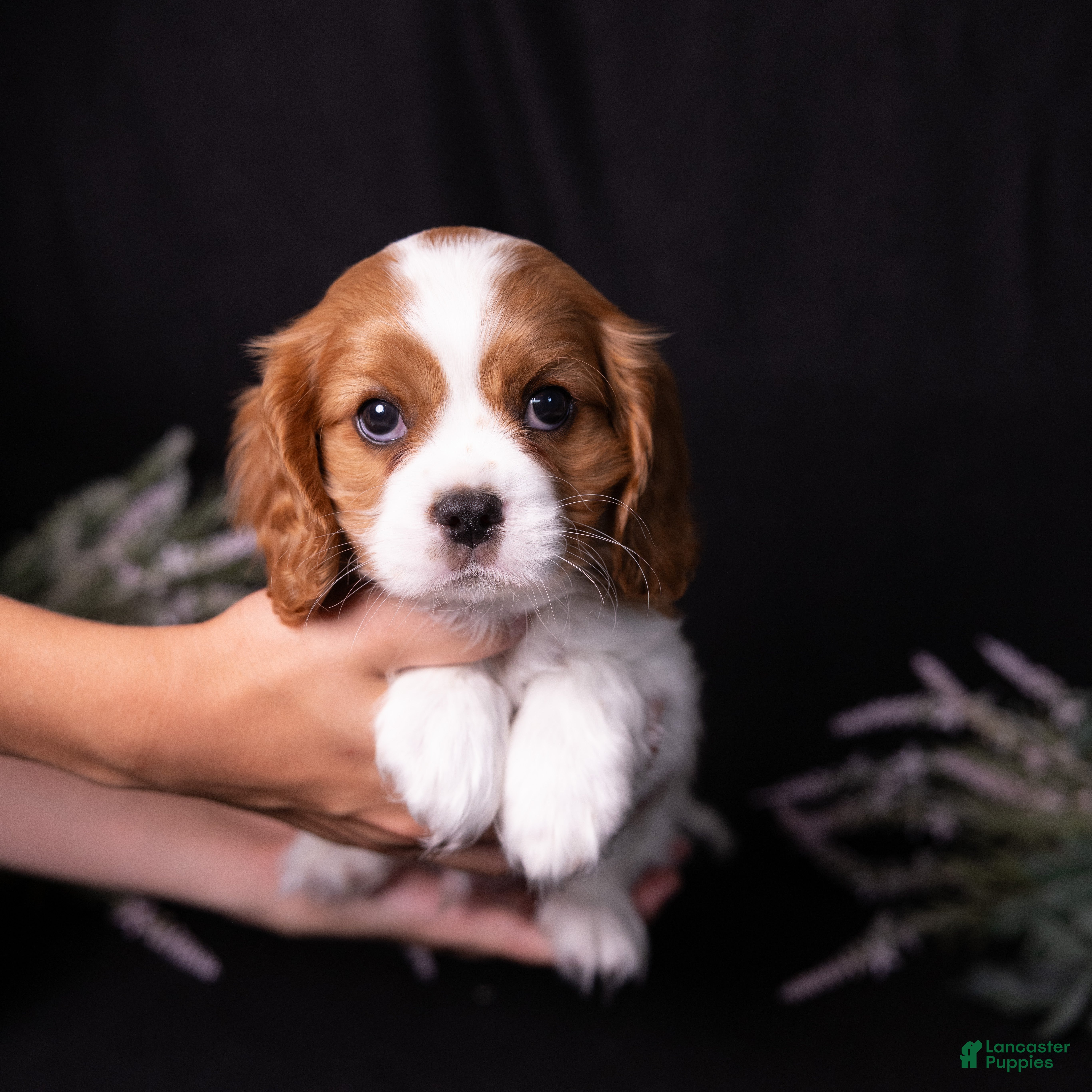 Cavalier King Charles Spaniel dogs George - Ad 1
