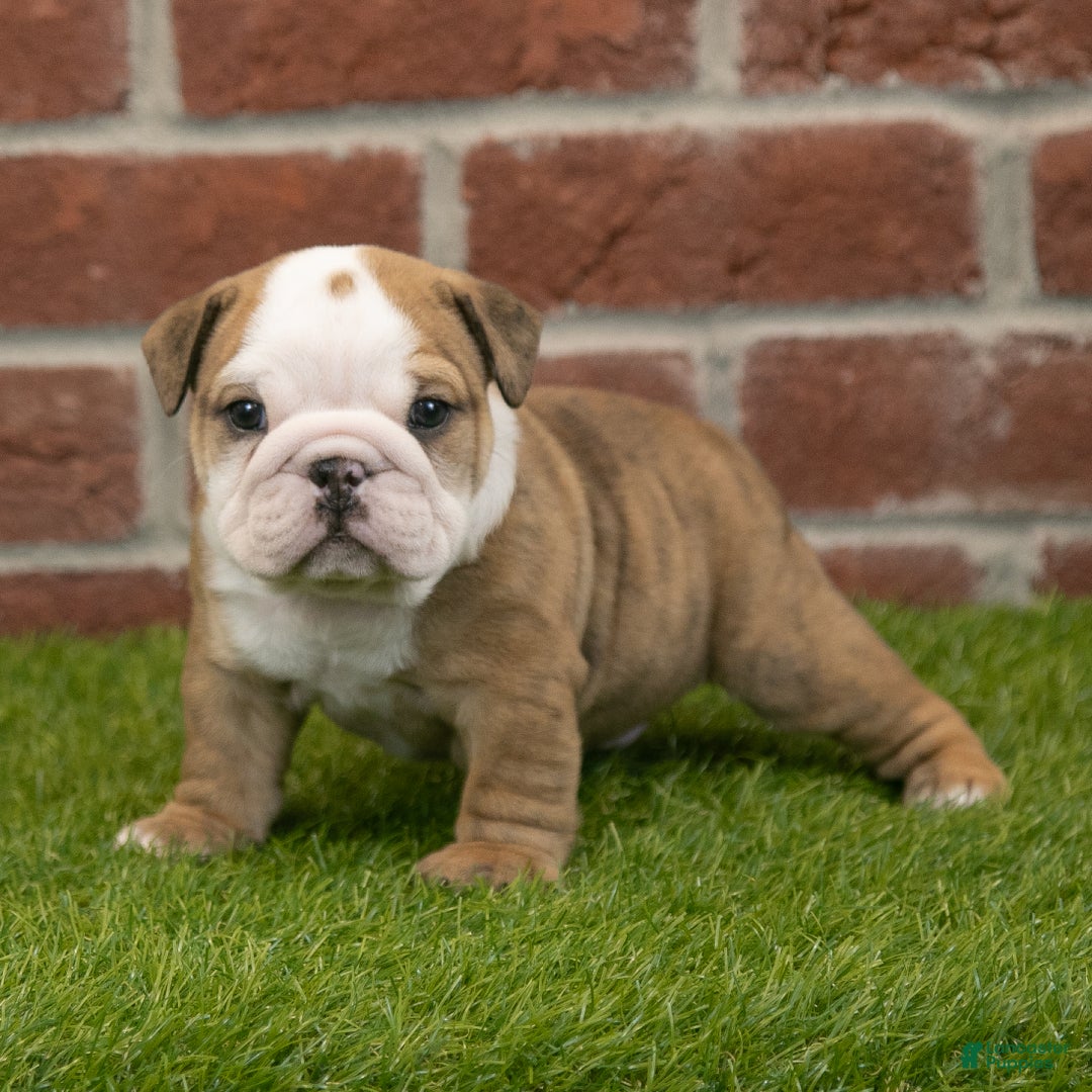 English Bulldog dogs for sale: Buster - Ad 5