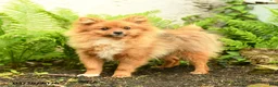 Pomeranian dogs for sale: Rascal - Ad 4