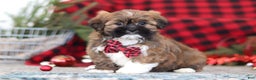 Lhasa Apso dogs for sale: Kenny - Ad 5