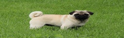 Pug dogs for sale: Champion Polly - Ad 5