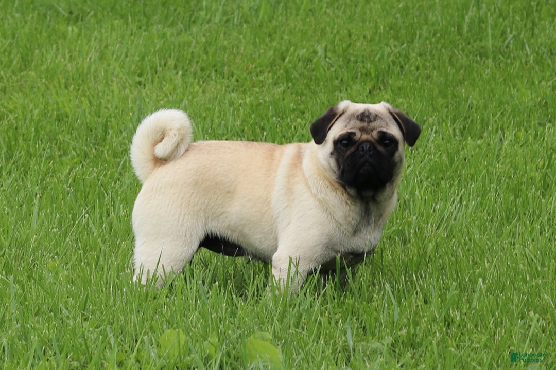 Pug dogs for sale: Champion Polly - Ad 5