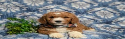 Goldendoodle dogs for sale: Favio Hypoallergenic - Ad 5