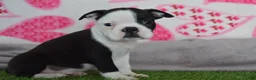 Boston Terrier dogs for sale: Victor - Ad 1