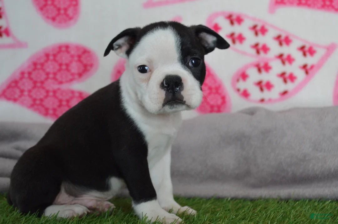 Boston Terrier dogs for sale: Victor - Ad 1
