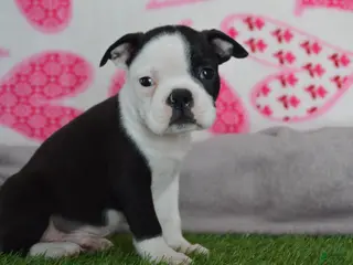 Boston Terrier dogs Victor - Ad 13