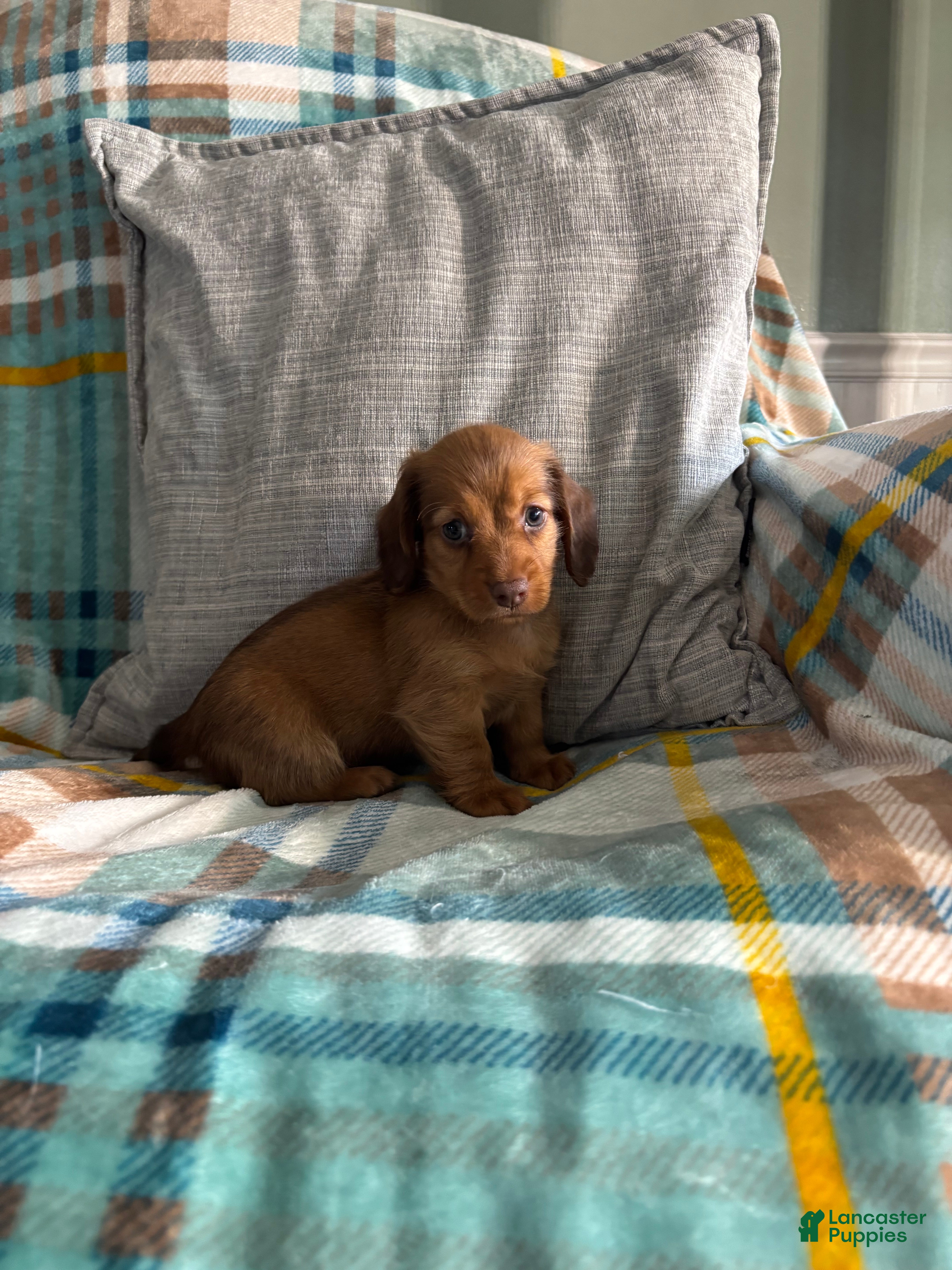 Miniature Dachshund dogs Miniature Dachshund 1 - Ad 2