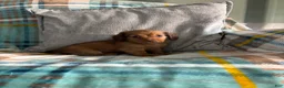 Miniature Dachshund dogs for sale: Miniature Dachshund 1 - Ad 2