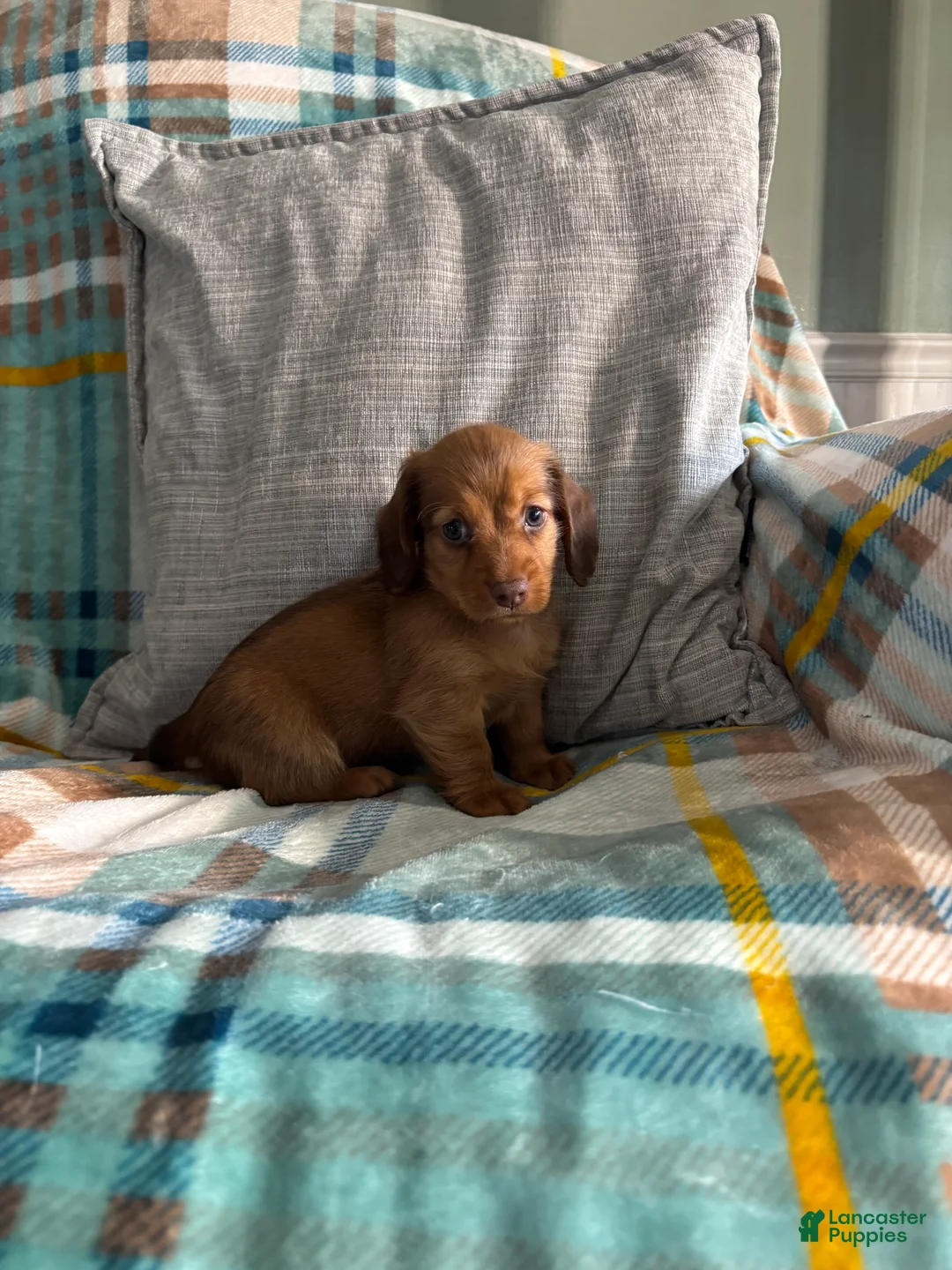 Miniature Dachshund dogs for sale: Miniature Dachshund 1 - Ad 2